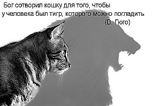 кошка с тетью тигра кошка с тетью тигра